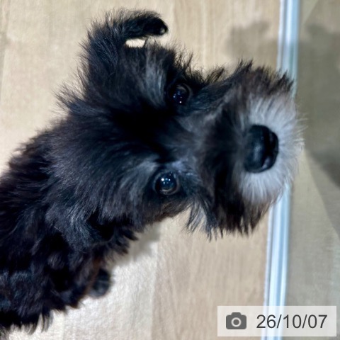 ミニチュア・シュナウザーの写真