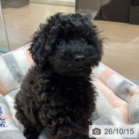 千葉県のトイプードル(トイ) (ペットプラス 柏店/2026年8月6日生まれ/男の子/ブラック)の子犬の3枚目の画像