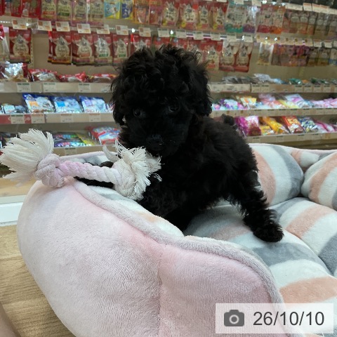 群馬県のトイプードル(トイ) (ペットプラス 前橋店/2026年8月6日生まれ/女の子/ブラック)の子犬の4枚目の画像