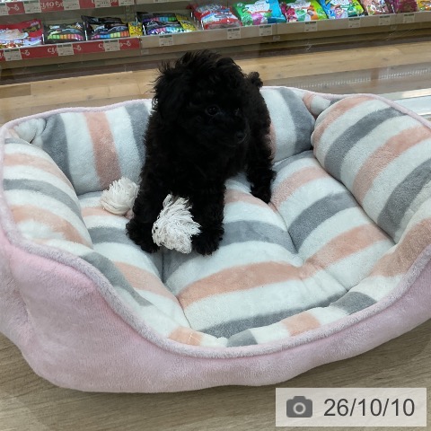 群馬県のトイプードル(トイ) (ペットプラス 前橋店/2026年8月6日生まれ/女の子/ブラック)の子犬の3枚目の画像