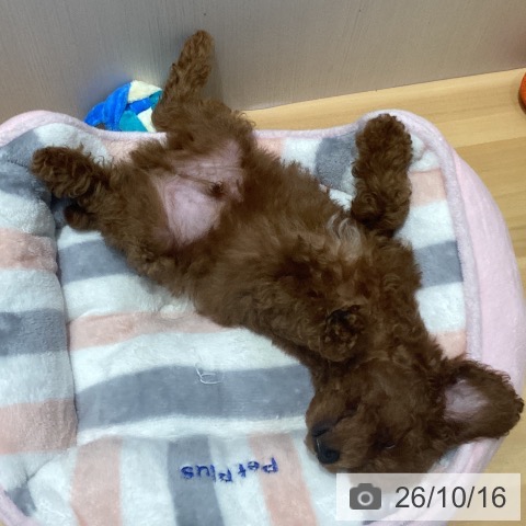 埼玉県のトイプードル(トイ) (ペットプラス 与野店/2026年8月5日生まれ/男の子/レッドフォーン)の子犬の4枚目の画像