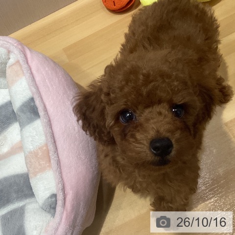 埼玉県のトイプードル(トイ) (ペットプラス 与野店/2026年8月5日生まれ/男の子/レッドフォーン)の子犬の3枚目の画像