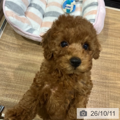 埼玉県のトイプードル(トイ) (ペッツワン 新座店/2026年8月6日生まれ/女の子/レッドフォーン)の子犬の4枚目の画像