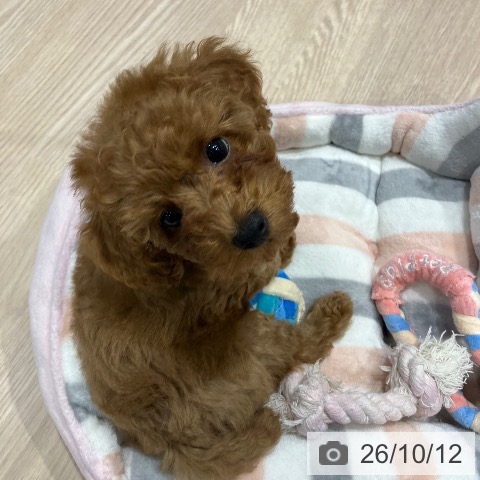 埼玉県のトイプードル(トイ) (ペッツワン 新座店/2026年8月6日生まれ/女の子/レッドフォーン)の子犬の3枚目の画像