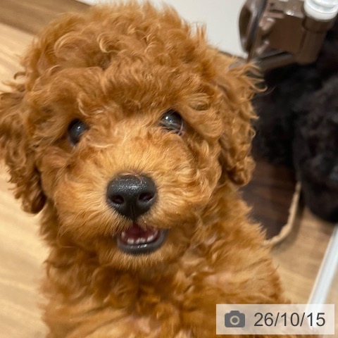 岡山県のトイプードル(トイ) (ペッツワン 岡山南店/2026年8月7日生まれ/男の子/レッド)の子犬の4枚目の画像