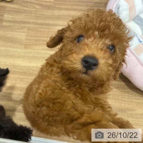 岡山県のトイプードル(トイ) (ペッツワン 岡山南店/2026年8月7日生まれ/男の子/レッド)の子犬の3枚目の画像