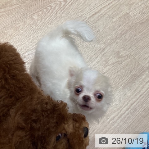 岡山県のチワワ(ロング) (ペットプラス 岡山店/2026年8月3日生まれ/女の子/クリームホワイト)の子犬の3枚目の画像