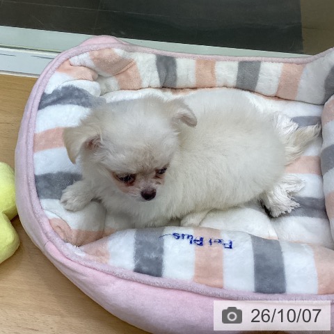 チワワの写真