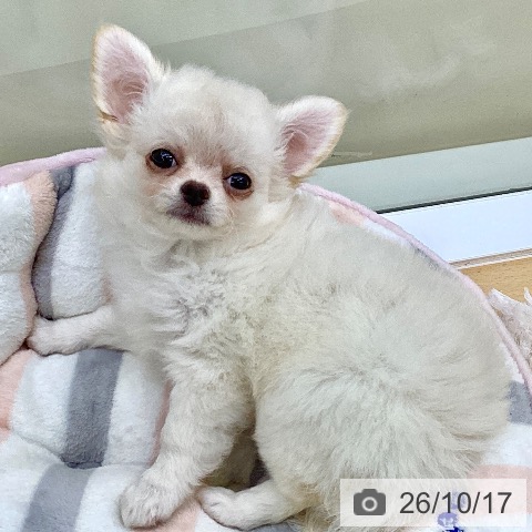 香川県のチワワ(ロング) (ペットプラス 綾川店/2026年8月3日生まれ/女の子/クリーム)の子犬の4枚目の画像
