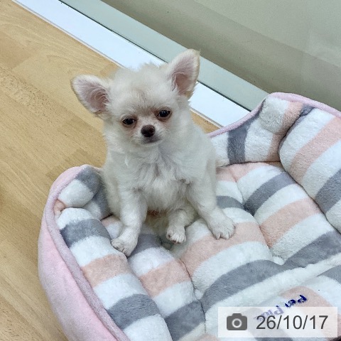 香川県のチワワ(ロング) (ペットプラス 綾川店/2026年8月3日生まれ/女の子/クリーム)の子犬の3枚目の画像