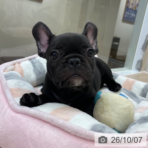 フレンチ・ブルドッグの写真