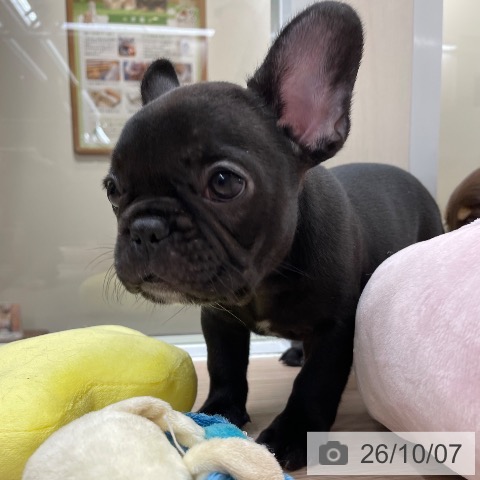 フレンチ・ブルドッグの写真