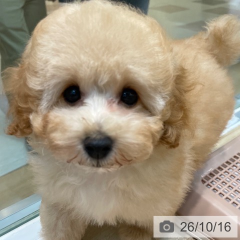 埼玉県のトイプードル(トイ) (ペットプラス ららぽーと新三郷店/2026年8月2日生まれ/男の子/アプリコット)の子犬の4枚目の画像