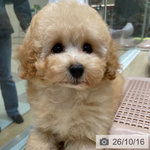 埼玉県のトイプードル(トイ) (ペットプラス ららぽーと新三郷店/2026年8月2日生まれ/男の子/アプリコット)の子犬の3枚目の画像