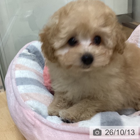 埼玉県のトイプードル(トイ) (ペットプラス 浦和美園店/2026年8月2日生まれ/女の子/アプリコット)の子犬の4枚目の画像