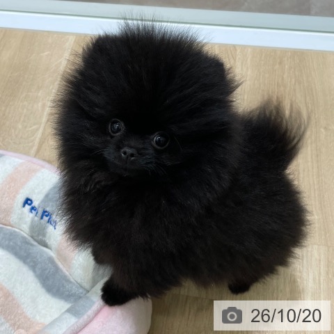 宮城県のポメラニアン (ペットプラス 名取店/2026年7月27日生まれ/男の子/ブラック)の子犬の4枚目の画像
