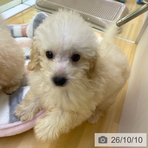 香川県のトイプードル(トイ) (ペットプラス 高松店/2026年7月26日生まれ/男の子/クリーム)の子犬の4枚目の画像