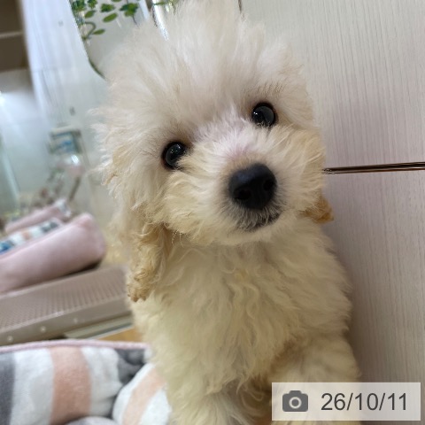 香川県のトイプードル(トイ) (ペットプラス 高松店/2026年7月26日生まれ/男の子/クリーム)の子犬の3枚目の画像