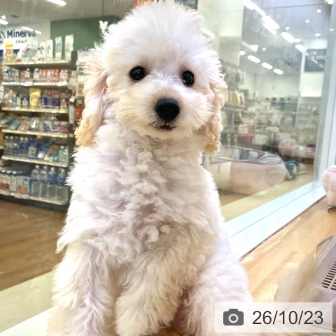 香川県のトイプードル(トイ) (ペットプラス 高松店/2026年7月26日生まれ/男の子/クリーム)の子犬の4枚目の画像