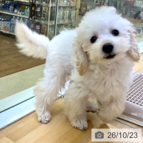 香川県のトイプードル(トイ) (ペットプラス 高松店/2026年7月26日生まれ/男の子/クリーム)の子犬の3枚目の画像