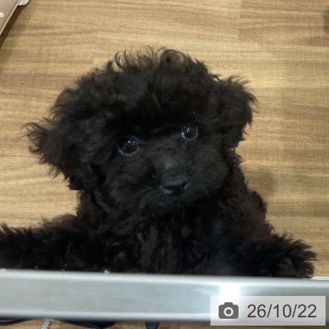 岡山県のトイプードル(トイ) (ペッツワン 岡山南店/2026年7月26日生まれ/男の子/ブラック)の子犬の3枚目の画像