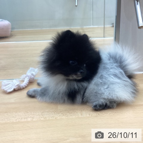 千葉県のポメラニアン (ペットプラス 成田店/2026年8月7日生まれ/男の子/パーティーカラー)の子犬の4枚目の画像