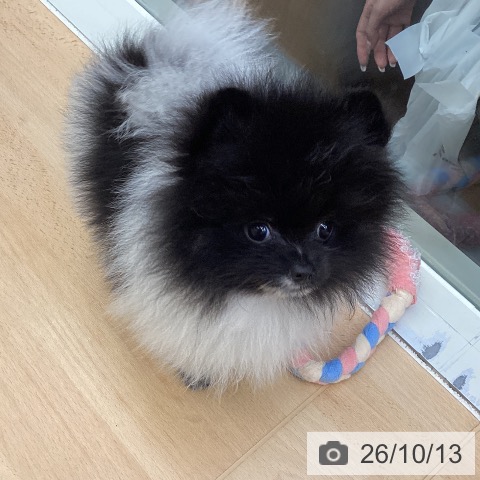千葉県のポメラニアン (ペットプラス 成田店/2026年8月7日生まれ/男の子/パーティーカラー)の子犬の3枚目の画像
