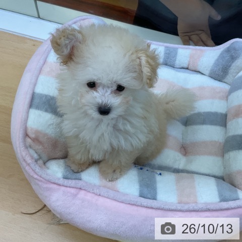 香川県のトイプードル(トイ) (ペットプラス 綾川店/2026年8月1日生まれ/女の子/クリーム)の子犬の4枚目の画像
