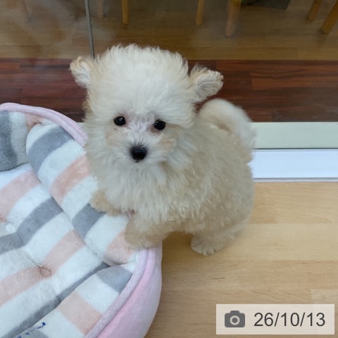 香川県のトイプードル(トイ) (ペットプラス 綾川店/2026年8月1日生まれ/女の子/クリーム)の子犬の3枚目の画像