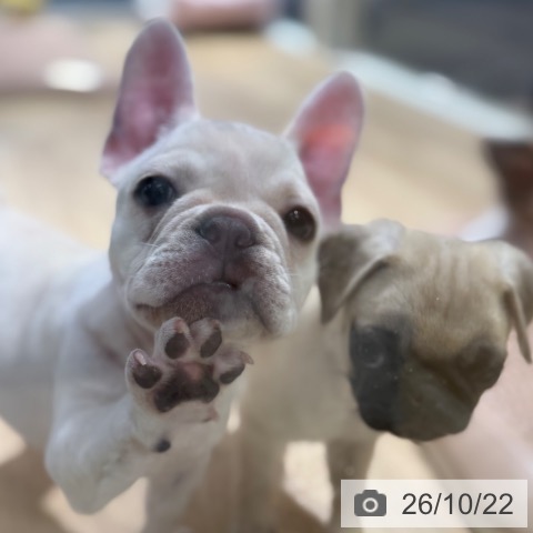 フレンチ・ブルドッグの写真
