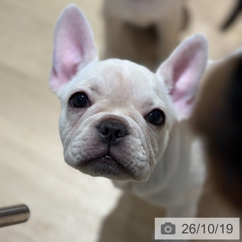 フレンチ・ブルドッグの写真