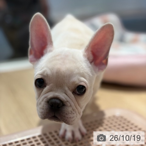 フレンチ・ブルドッグの写真