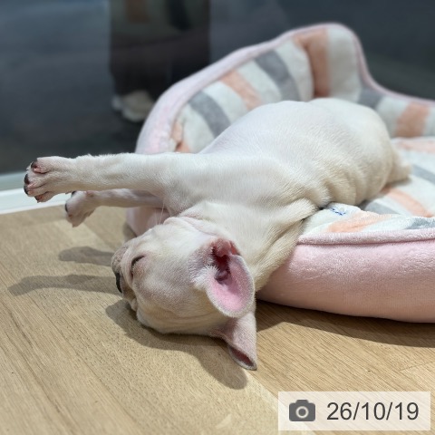 大阪府のフレンチブルドッグ (ペットプラス イオン大日店/2026年8月9日生まれ/女の子/クリーム)の子犬の4枚目の画像