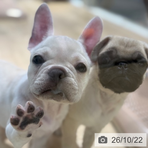 大阪府のフレンチブルドッグ (ペットプラス イオン大日店/2026年8月9日生まれ/女の子/クリーム)の子犬の3枚目の画像