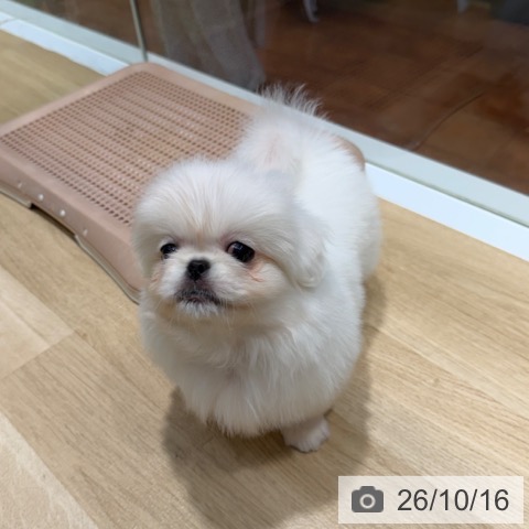 ペキニーズの写真