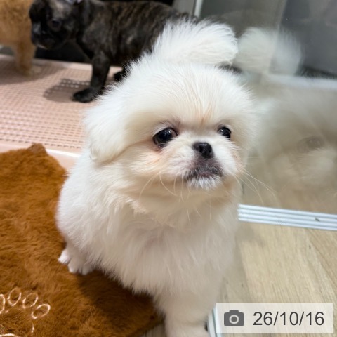 ペキニーズの写真