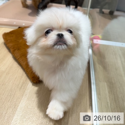 ペキニーズの写真