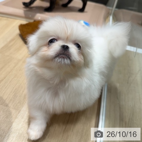 ペキニーズの写真