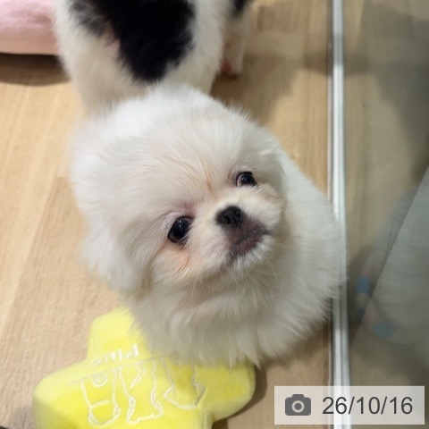 ペキニーズの写真