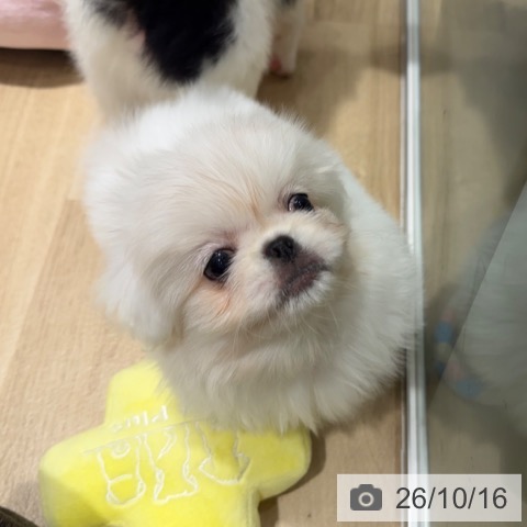 ペキニーズの写真
