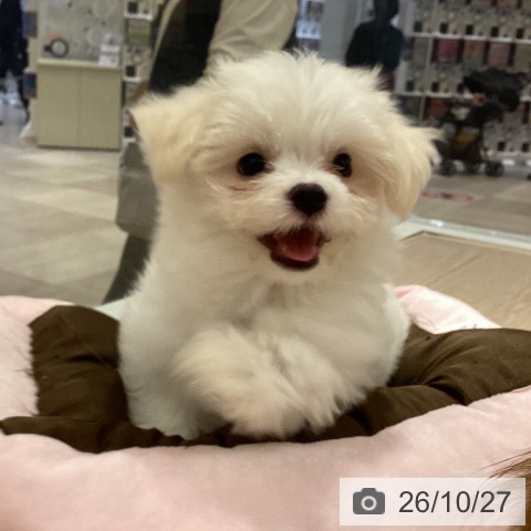 徳島県のマルチーズ (ペットプラス 徳島店/2026年8月12日生まれ/女の子/ホワイト)の子犬の3枚目の画像