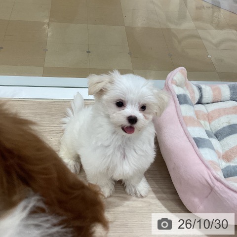徳島県のマルチーズ (ペットプラス 徳島店/2026年8月12日生まれ/女の子/ホワイト)の子犬の3枚目の画像