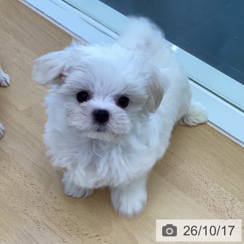 香川県のマルチーズ (ペットプラス 綾川店/2026年8月12日生まれ/女の子/ホワイト)の子犬の4枚目の画像
