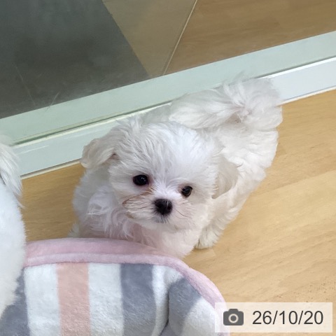香川県のマルチーズ (ペットプラス 綾川店/2026年8月12日生まれ/女の子/ホワイト)の子犬の3枚目の画像