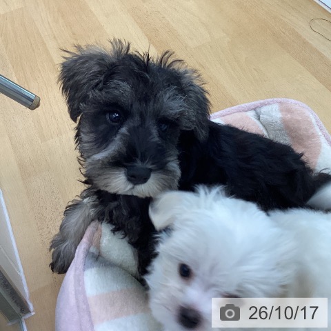 香川県のミニチュアシュナウザー (ペットプラス 綾川店/2026年8月7日生まれ/男の子/ソルトペッパー)の子犬の3枚目の画像