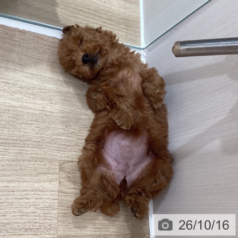 埼玉県のトイプードル(トイ) (ペットプラス ピオニウォーク東松山店/2026年8月14日生まれ/女の子/レッド)の子犬の3枚目の画像