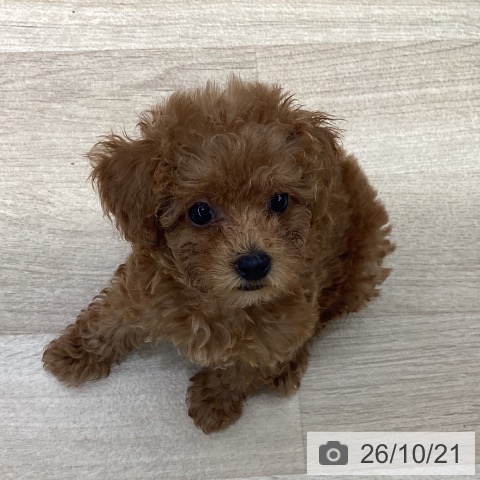 神奈川県のトイプードル(トイ) (ペットプラス 座間店/2026年8月14日生まれ/女の子/レッド)の子犬の4枚目の画像