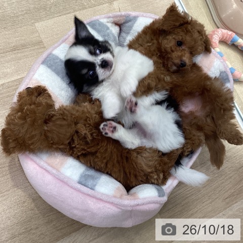 神奈川県のトイプードル(トイ) (ペットプラス 座間店/2026年8月14日生まれ/女の子/レッド)の子犬の3枚目の画像