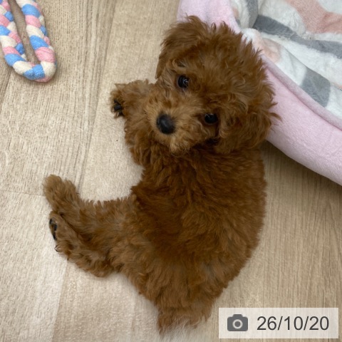 福島県のトイプードル(トイ) (ペットプラス 福島店/2026年8月14日生まれ/女の子/レッド)の子犬の4枚目の画像