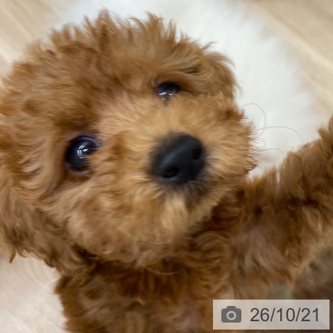 福島県のトイプードル(トイ) (ペットプラス 福島店/2026年8月14日生まれ/女の子/レッド)の子犬の3枚目の画像